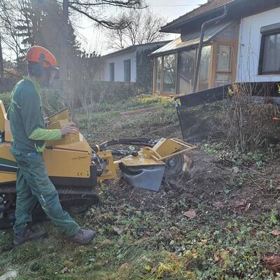 Wurzelstockfräse groß bei Arbeit